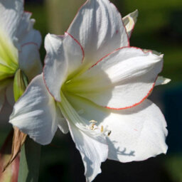 Yougarden Amaryllis 'picotee', 22 24 Bulb, White Red Indoor Winter Flowering Houseplant Gift - thumbnail 2