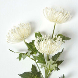 Homescapes Artificial Cream Handcrafted Protea Spray Single Stem Flower, 65 Cm - thumbnail 3