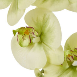 Wyld Haus Large Green Artificial Orchid In Ceramic Pot 73 Cm Indoor Faux Plant - thumbnail 3