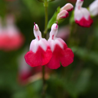 Thompson & Morgan Salvia Hot Lips 9Cm Potted Plant X 3 - image 1