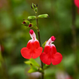 Thompson & Morgan Salvia Hot Lips 9Cm Potted Plant X 3 - thumbnail 3