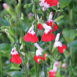 Thompson & Morgan Salvia Hot Lips 9Cm Potted Plant X 3 - thumbnail 4