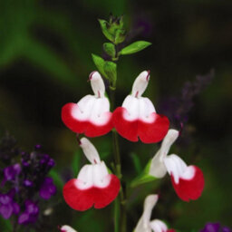 Thompson & Morgan Salvia Hot Lips 9Cm Potted Plant X 3 - thumbnail 2