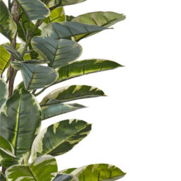 Wyld And Coco 160Cm Artificial Ficus Potted Plant Green-Black With Cement Base - thumbnail 3