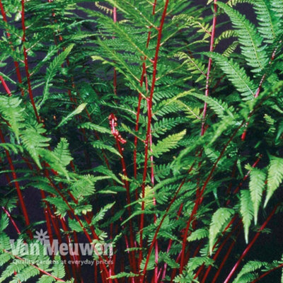 Thompson & Morgan Fern Athyrium Lady In Red 9Cm Potted Plant X 1 - image 1