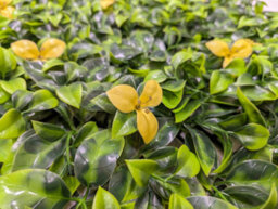 Best Artificial Laurel Leaf & Yellow Flowers Hedging Mats 50Cm X 50Cm Privacy Garden Screen - thumbnail 3
