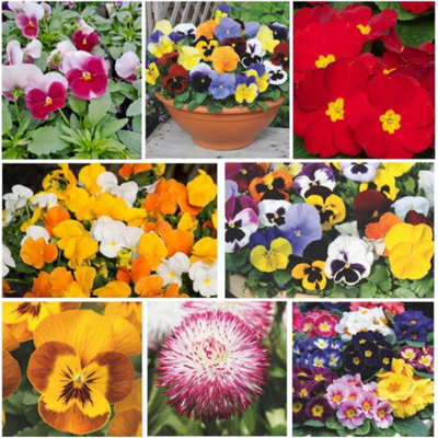 Thompson & Morgan Winter Bedding Super Saver - 60 Plug Plants
