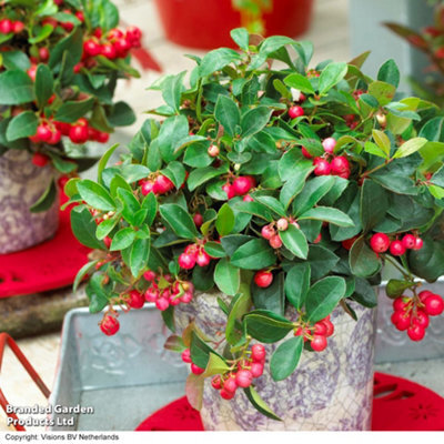 Thompson & Morgan Gaultheria Procumbens 10.5Cm Potted Plant X 2 - image 1