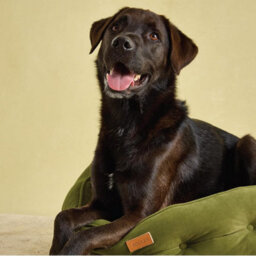 Joules Luxury Chesterfield Dog Bed - Khaki - thumbnail 2
