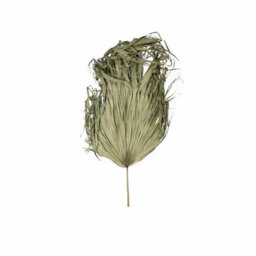 Hill Interiors Uk Homeliving Dried Sun Big Palm - thumbnail 2