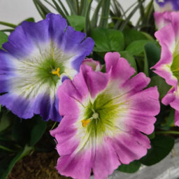 GreenBrokers Artificial Pink & Purple Petunia Flowers & Grass In Rounded 40Cm Rectangle Grey Wash Willow Basket - Faux Silk - Uv Protected - thumbnail 3