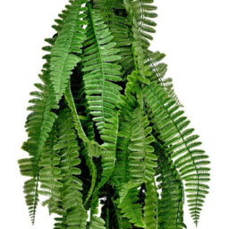 True Products Artificial Persian Fern Hanging Leaf Trailing Vine Garland 75Cm - thumbnail 2