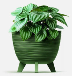 B2C Bowl Planter Plant Pot Legs Oval Flower Modern Decorative Furu Indoor Green 29Cm Width - thumbnail 2