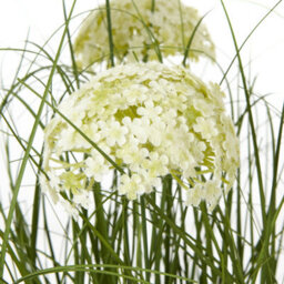 Wyld Haus 120Cm Artificial White Allium Plant, Tall Faux Flower (Pot Not Included) - thumbnail 2