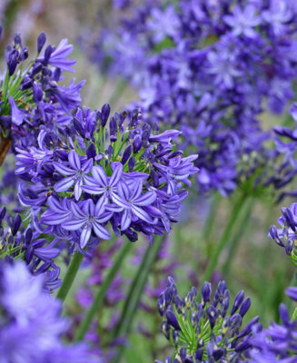 Hayloft Agapanthus Northern Star - Blue African Lily Set Of 3 In 9Cm Pots - image 1