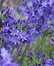 Hayloft Agapanthus Northern Star - Blue African Lily Set Of 3 In 9Cm Pots - thumbnail 1