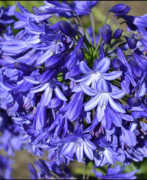 Hayloft Agapanthus Northern Star - Blue African Lily Set Of 3 In 9Cm Pots - thumbnail 2