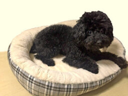 Actiaspet Small Deluxe Orthopaedic Soft Dog Bed With Warm Fleece Lining - thumbnail 5