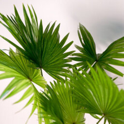 Livistona Rotundifolia - Footstool Palm Indoor Plant - thumbnail 2