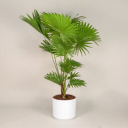 Livistona Rotundifolia - Footstool Palm Indoor Plant - thumbnail 1