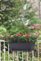 Elho Barcelona Trough Saucer 50 - Saucer For Balcony & Outdoor - 45.0 X H 2.8 Cm - Anthracite - thumbnail 5