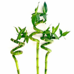 Gardeners Dream 50Cm Lucky Bamboo - Indoor Spiral Stems For Home Office, Kitchen, Living Room (1 Stem) - thumbnail 2