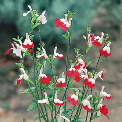 You Garden - 3 X Hardy Salvia Greggii 'hot Lips' Pack Of 3 Potted Plant In 9Cm Pots - Supplied As 3 X Eastablished Plants