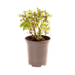 You Garden - 3 X Hardy Salvia Greggii 'hot Lips' Pack Of 3 Potted Plant In 9Cm Pots - Supplied As 3 X Eastablished Plants - thumbnail 5