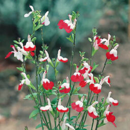 You Garden - 3 X Hardy Salvia Greggii 'hot Lips' Pack Of 3 Potted Plant In 9Cm Pots - Supplied As 3 X Eastablished Plants - thumbnail 1