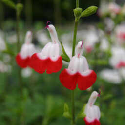 You Garden - 3 X Hardy Salvia Greggii 'hot Lips' Pack Of 3 Potted Plant In 9Cm Pots - Supplied As 3 X Eastablished Plants - thumbnail 7