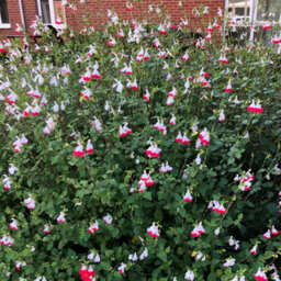 You Garden - 3 X Hardy Salvia Greggii 'hot Lips' Pack Of 3 Potted Plant In 9Cm Pots - Supplied As 3 X Eastablished Plants - thumbnail 3