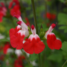 You Garden - 3 X Hardy Salvia Greggii 'hot Lips' Pack Of 3 Potted Plant In 9Cm Pots - Supplied As 3 X Eastablished Plants - thumbnail 9