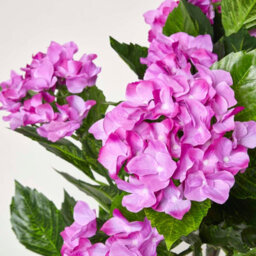 Homescapes Artificial Lilac Handcrafted Hydrangea Plant With Pot, 85 Cm - thumbnail 4