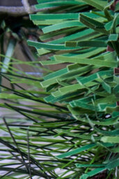 Christmas Tree World 50Cm Decorated Mixed Pine Wreath With Red Green & Black Baubles - thumbnail 9