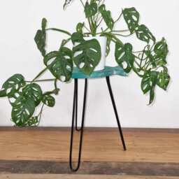 Albasia Wood Fish Stand - Turquoise Handcrafted Plant Holder - thumbnail 3