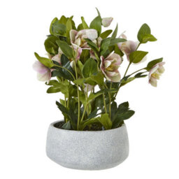 Hill Interiors Hellebore Artificial Potted Plant Pink (One Size) - thumbnail 1