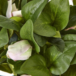 Hill Interiors Hellebore Artificial Potted Plant Pink (One Size) - thumbnail 4