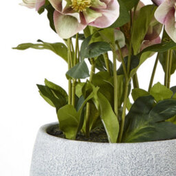 Hill Interiors Hellebore Artificial Potted Plant Pink (One Size) - thumbnail 2