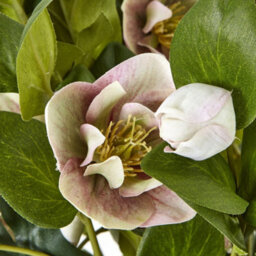 Hill Interiors Hellebore Artificial Potted Plant Pink (One Size) - thumbnail 3