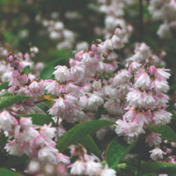 Thompson & Morgan Deutzia Pride Of Rochester 9Cm Potted Plant - Pack Of 3 - Hardy Perennial - Outdoor Garden - thumbnail 1