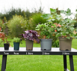 Thompson & Morgan Deutzia Pride Of Rochester 9Cm Potted Plant - Pack Of 3 - Hardy Perennial - Outdoor Garden - thumbnail 2
