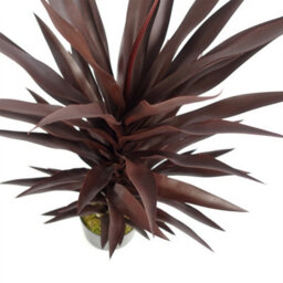 Leaf 85Cm Dark Red Yucca Plant Artificial - thumbnail 2