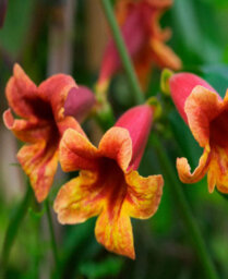 Hayloft Bignonia Capreolata - Tropical Trumpet Flowers -1 X 9Cm Pot - thumbnail 1