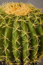 Orsina Fiori Artificial Cactus In Plastic Pot, Desert-Inspired Faux Plant For Windowsill Or Tabletop - thumbnail 5