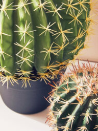 Orsina Fiori Artificial Cactus In Plastic Pot, Desert-Inspired Faux Plant For Windowsill Or Tabletop - thumbnail 7