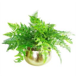 Leaf Large Metal Planter Bowl 32 X 20Cm Hammered Gold Colour - Curvy Edge - thumbnail 4