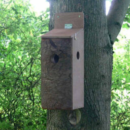 Buttercup Farm Red Squirrel Nest Box - Plywood - L20 X W15 X H50 Cm - thumbnail 3