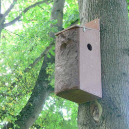 Buttercup Farm Red Squirrel Nest Box - Plywood - L20 X W15 X H50 Cm