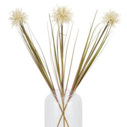 Cream  Aster  Spider  Chrysanthemum  Stem - thumbnail 6