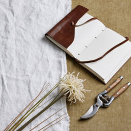 Cream  Aster  Spider  Chrysanthemum  Stem